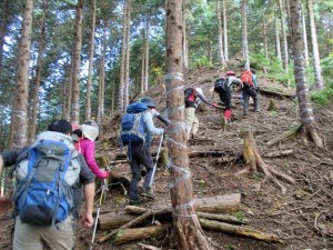 登山口からの針葉樹林の急登