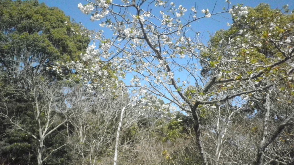 帰り道の桜