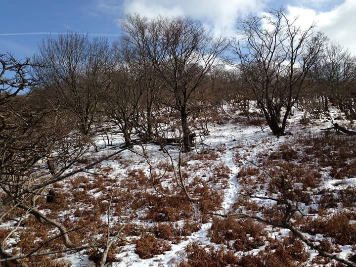 微かな雪しか有りません